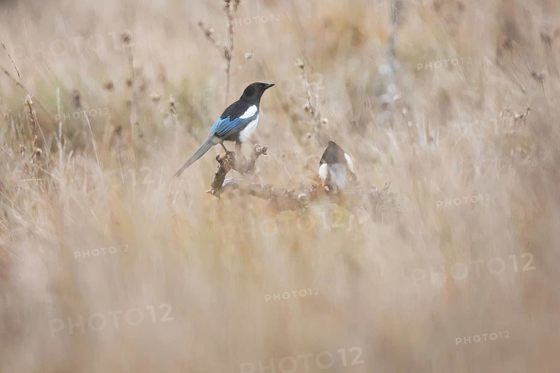 Eurasian magpies perched on a branch among the tall, golden grass of an autumn field. Their black and white plumage contrasts with the warm tones of the natural environment