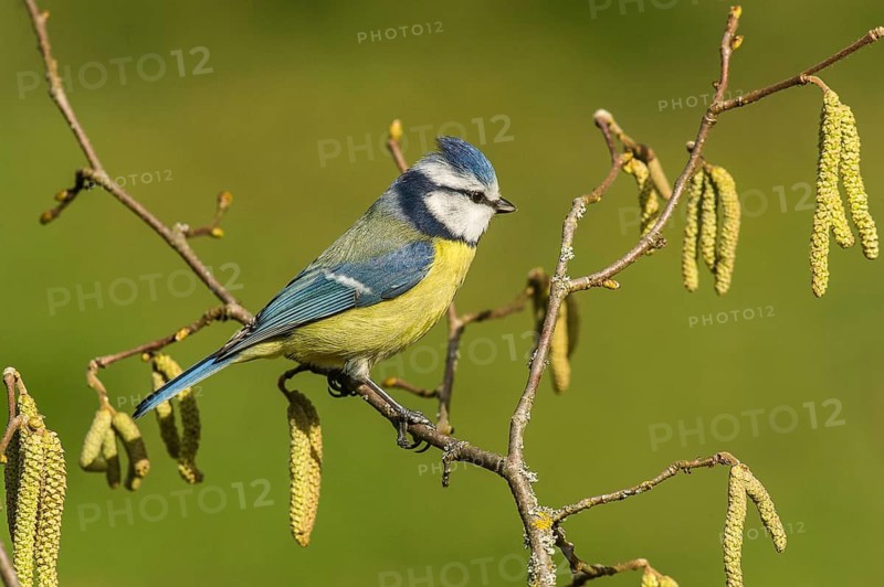 Blue tit (Cyanistes caeruleus) Blue Tit • Baden-Württemberg, Germany, Baden-Württemberg, Federal Republic of Germany