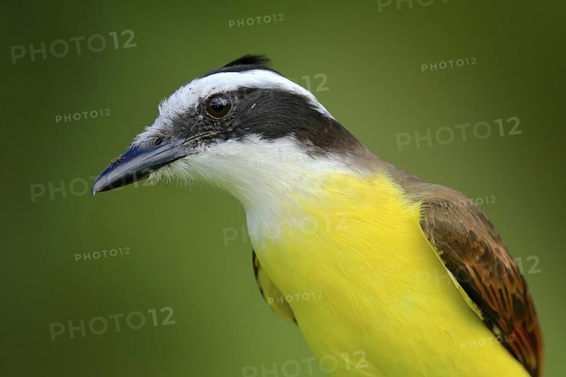 Yellow bird from Costa Rica. Great Kiskadee, Pitangus sulphuratus, brown and yellow tropical tanager with dark green forest in the background, nature habitat, Costa Rica. Wildlife scene from nature