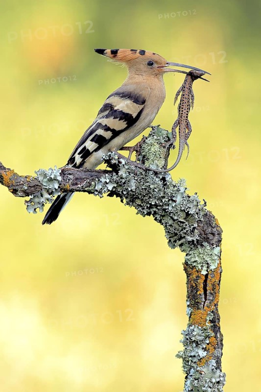 Eurasian Hoopoe (Upupa epops) male with Spanish psammodromus (Psammodromus hispanicus) in beak, Andalusia, Spain