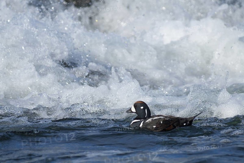 Harlequin Duck (Histrionicus histrionicus) male, Iceland