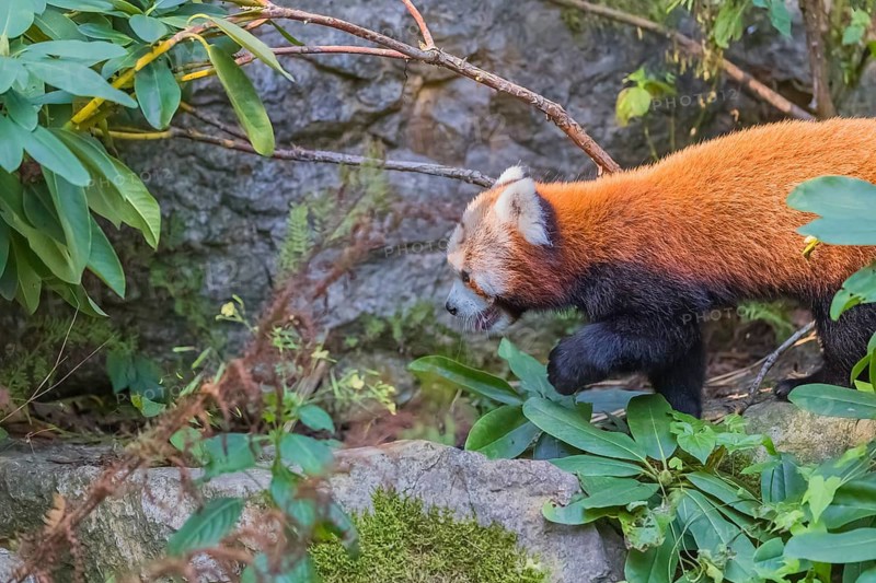 One red panda, Ailurus fulgens, walking over rocks. Green vegetation in the background