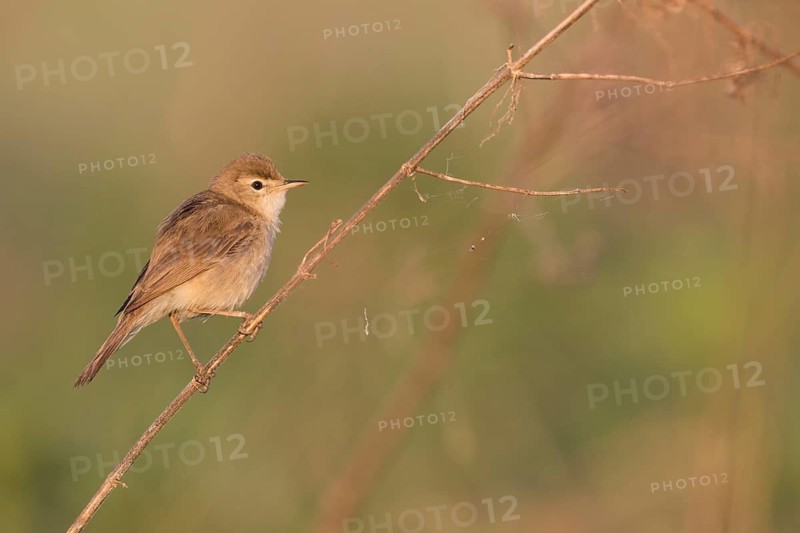 Booted Warbler - Buschspötter - Iduna caligata, Russia (Ural)