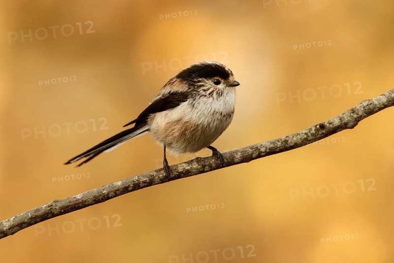 Long-Tailed Tit (Aegithalos caudatus), perched on a branch, Castile and Leon, Spain