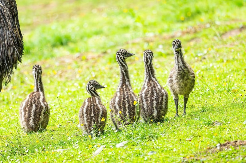Emu (Dromaius novaehollandiae) youngsters on the ground, Bavaria, Germany