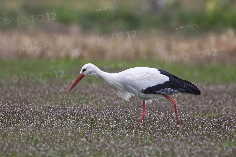 White Stork (Ciconia ciconia) foraging, North Rhine-Westphalia, Germany