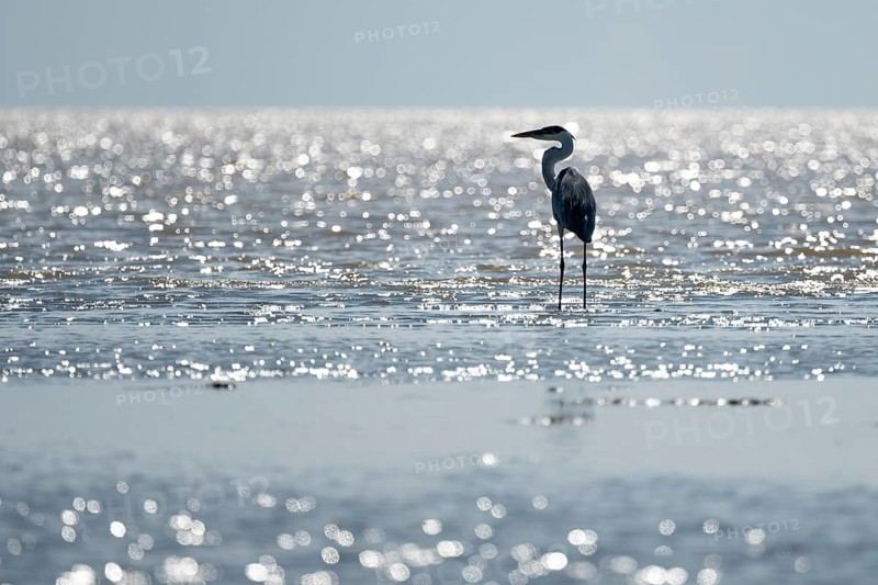Cocoi heron (Ardea cocoi) backlit on the banks of the Rio de la Plata, Buenos Aires, Argentina