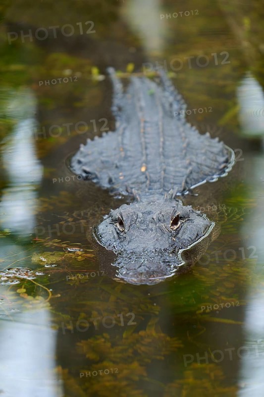 American alligator (Alligator mississippiensis), in the water, spring, Shark valley, Everglades National Park, Florida, USA