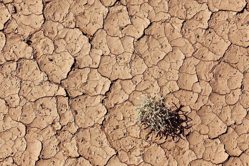Dry, cracked desert landscape with a single plant, The parched ground of the Sahara desert in Algeria
