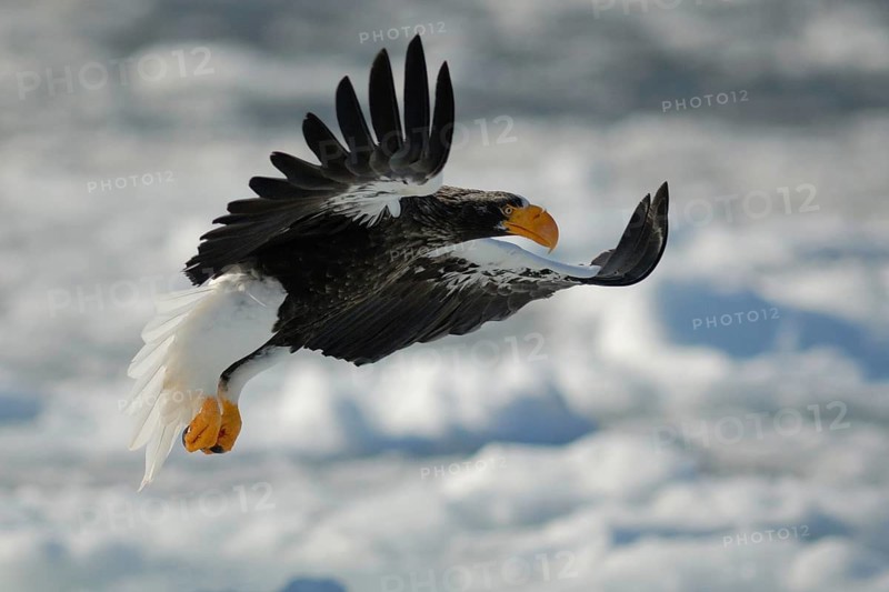 Steller's Sea Eagle (Haliaeetus pelagicus) flying, Hokkaido, Japan