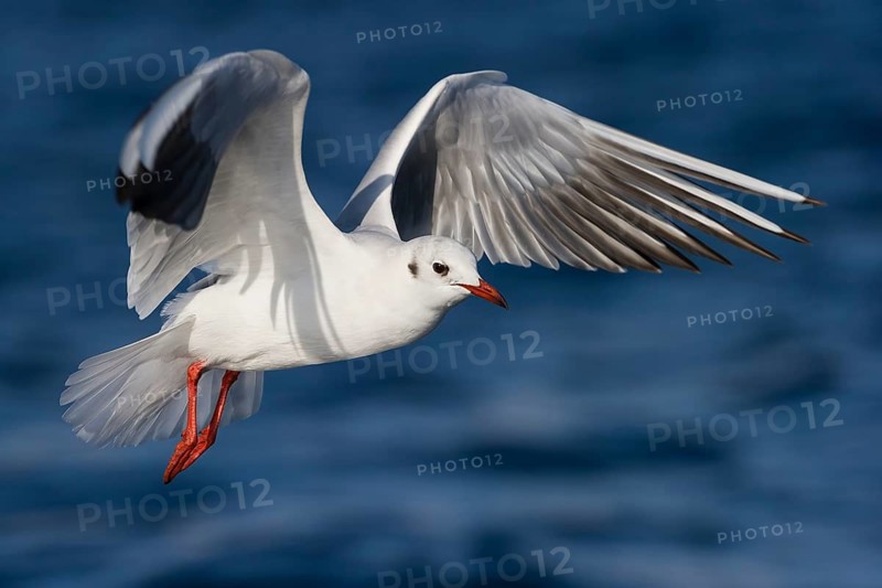 Black-headed Gull (Chroicocephalus ridibundus) flying, Eilat, Israel