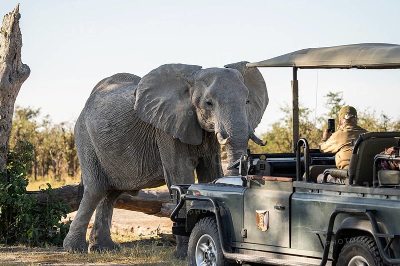 Tourist observing and taking photographs, pictures of an African elephant (Loxodonta africana) while sitting in a safari vehicle. Chobe National Park, Botswana