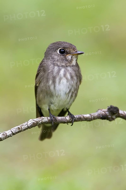 Dark-sided Flycatcher (Muscicapa sibirica), Singapore