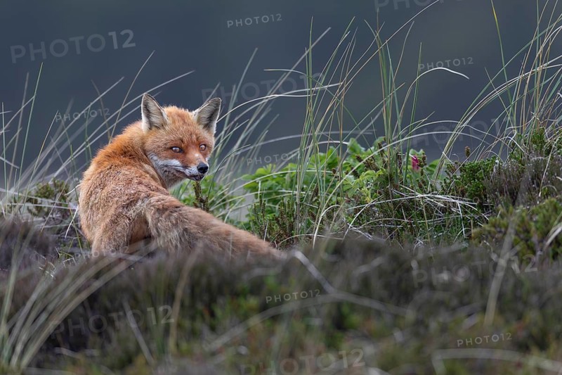 The red fox (Vulpes vulpes) looks suspiciously in our direction, but has visibly calmed down, rearing young, animal children, cute, May, Denmark