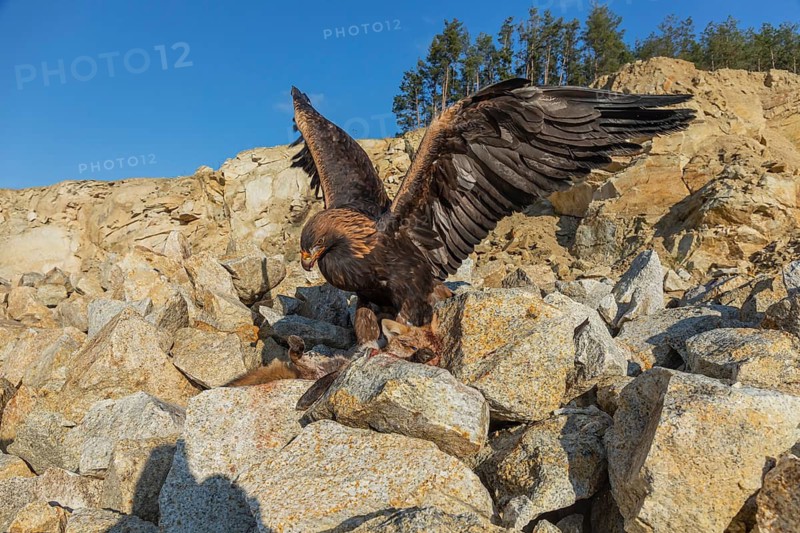 One golden eagle (Aquila chrysaetos) sitting in bright sunlight on a scree slope, feeding on a dead fox. Rocks, trees and blue sky in the background