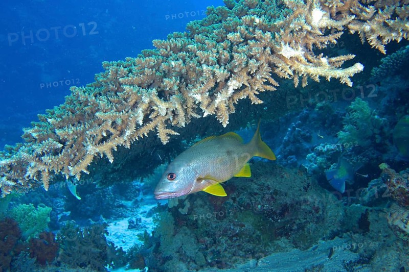 Black-spotted snapper (Lutjanus ehrenbergi)