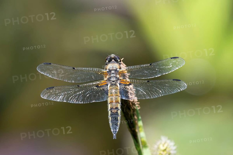 Four-spotted dragonfly (Libellula quadrimaculata) on the perch, North Rhine-Westphalia, Germany