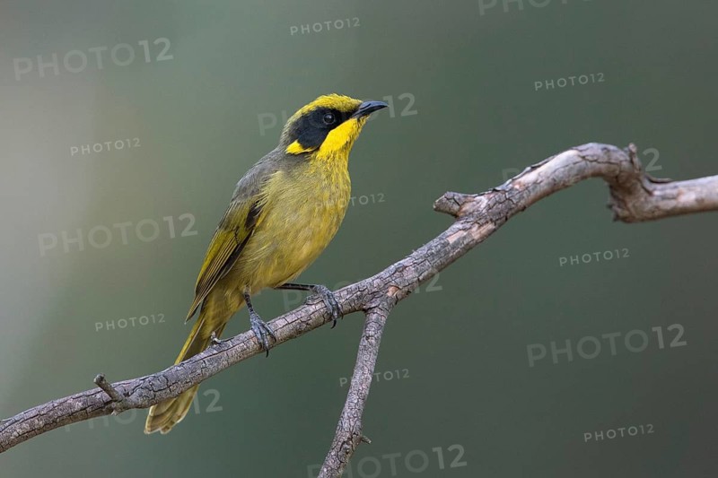 Yellow-tufted Honeyeater (Lichenostomus melanops), Victoria, Australia