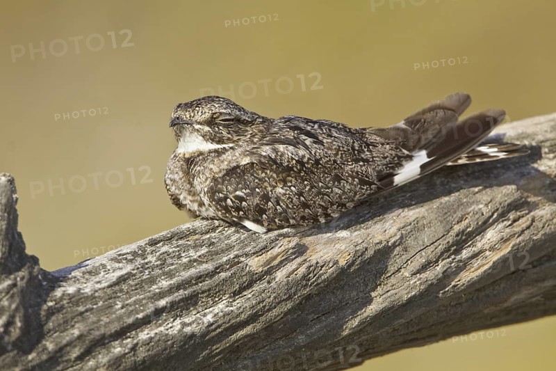 Anthony's Nightjar (Nyctidromus anthonyi), Ecuador