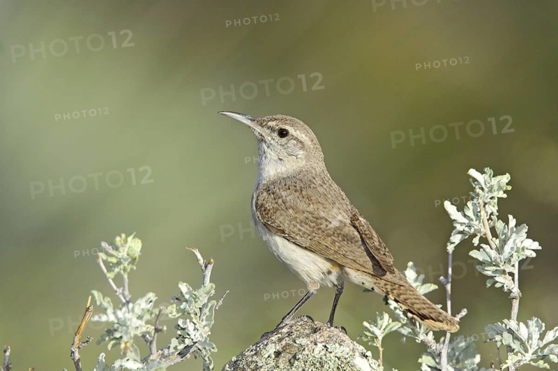 Rock Wren Salpinctes obsoletus Chiricahua Mountains, Cochise County, ARIZONA, United States 15 May Adult TROGLODYTIDAE