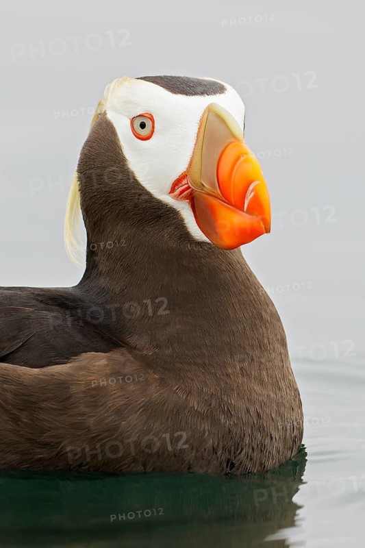 Tufted Puffin (Fratercula cirrhata) swimming on the ocean near the coast of Washington State, USA