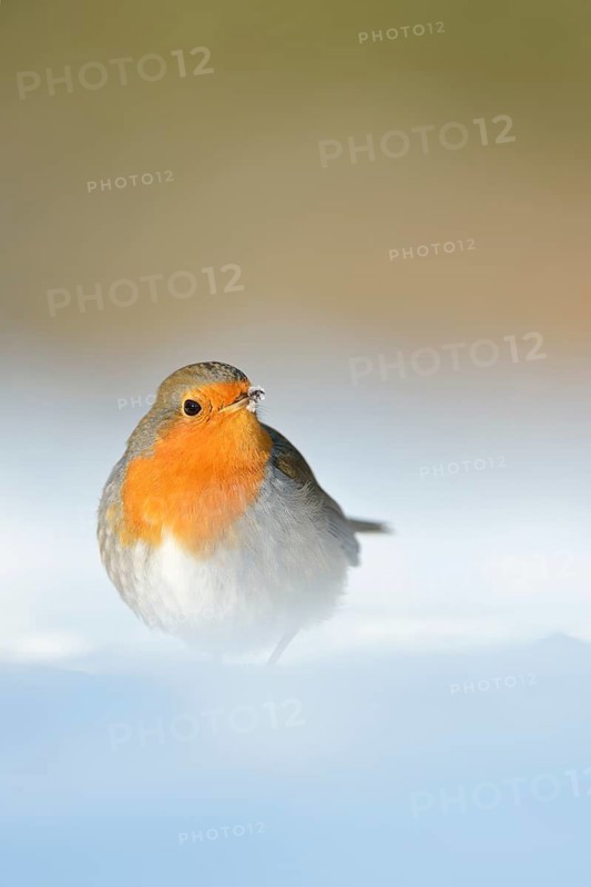 European Robin (Erithacus rubecula) perched on snow, North Rhine-Westphalia, Germany