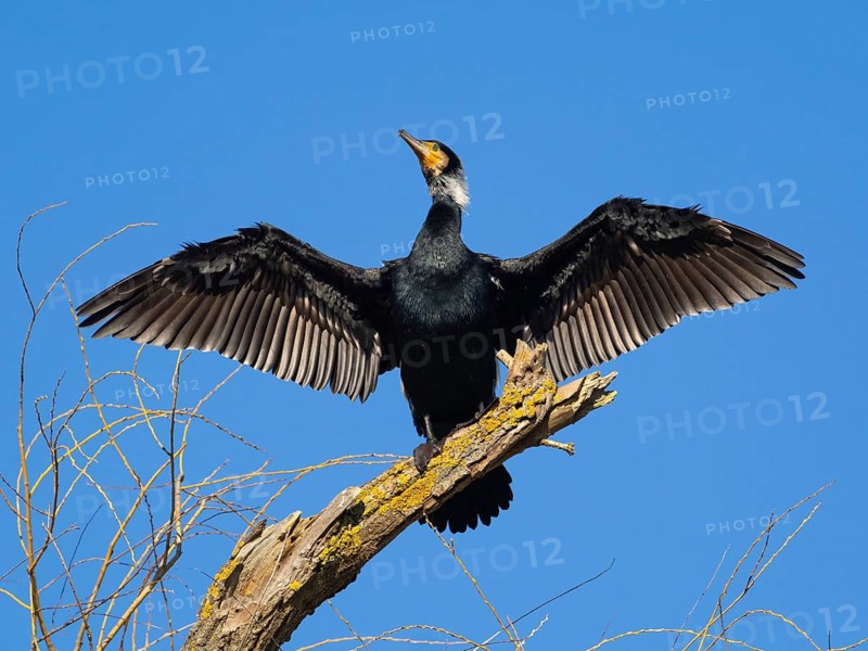 Common Cormorant (Phalacrocorax carbo), adult male in breeding plumage, perched on a dead tree branch with outstretched wings to dry its plumage after fishing, Hesse, Germany