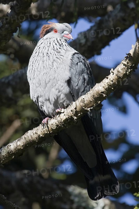 Topknot Pigeon (Lopholaimus antarcticus), Queensland, Australia