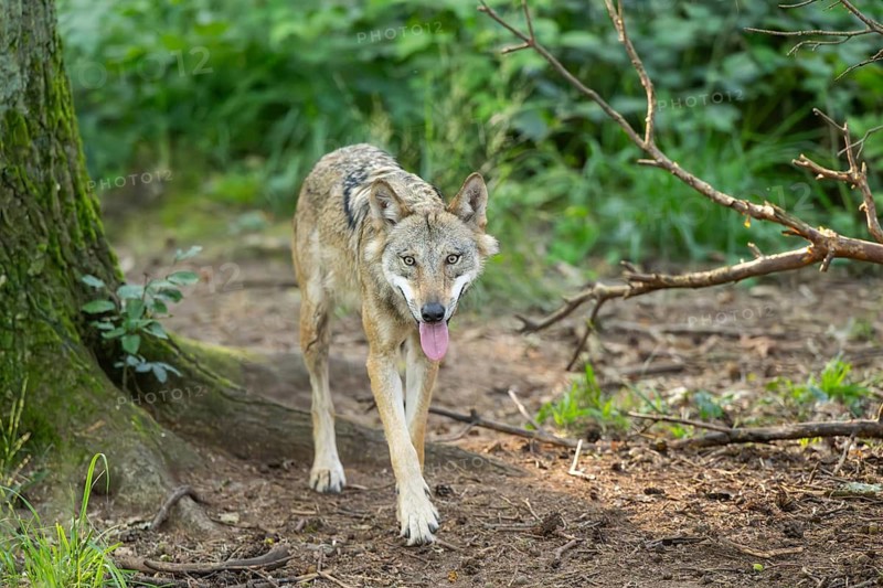 Eurasian wolf (Canis lupus lupus) in a forest, Hesse, Germany
