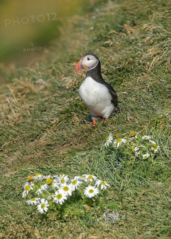 Atlantic Puffin (Fratercula arctica) on cliff, Iceland