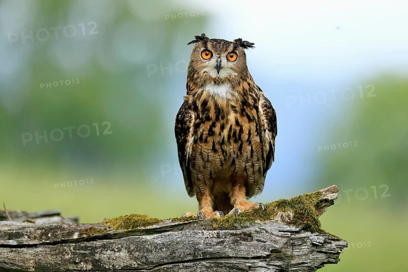 Eurasian Eagle-owl (Bubo bubo), adult, perch, vigilant, in summer, Wisdom, Šumava, Czech Republic