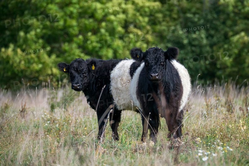 Artiodactyla, belted galloway, belties, bos taurus sspec.5, cattle, even-toed ungulate, galloway cattle, cloven-hoofed, domesticated animals, pet, mammals, cattle, mammals