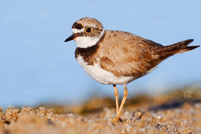 Little Ringed Plover (Charadrius dubius), North Rhine-Westphalia, Germany