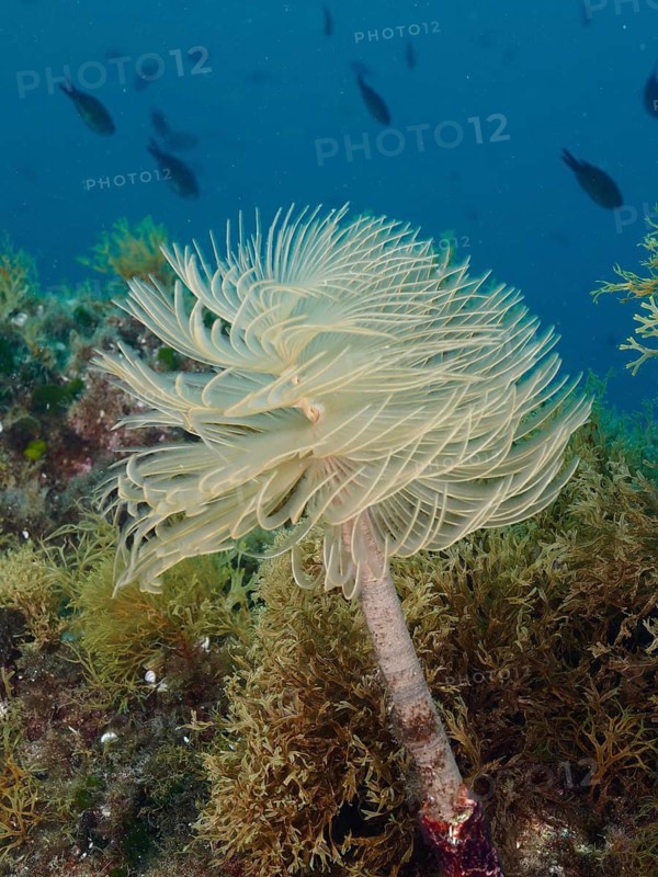 A fascinating spiral sea butterfly (Sabella spallanzanii) with delicate tentacles protrudes from the seabed, dive site Cap de Creus Marine Reserve, Rosas, Costa Brava, Spain, Mediterranean Sea