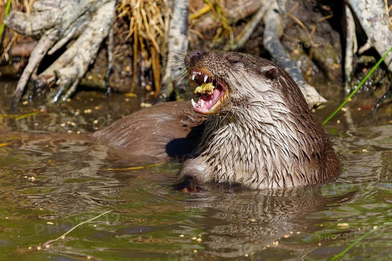 An otter showing its teeth while chewing in the water, European otter (Lutra lutra) Germany