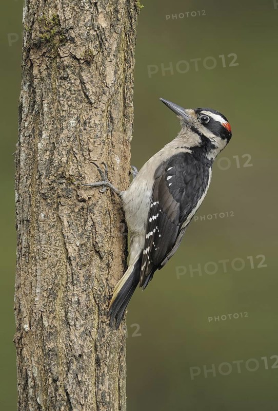 Hairy Woodpecker (Leuconotopicus villosus) male, British Columbia, Canada