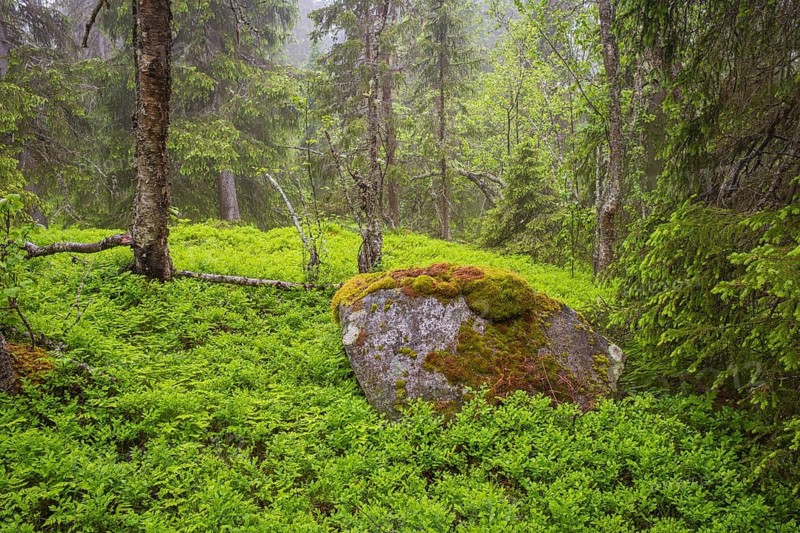 View of a moss-covered rock lying in the rain in a densely overgrown forest, Gol, Halligdal, Buskerud, Norway