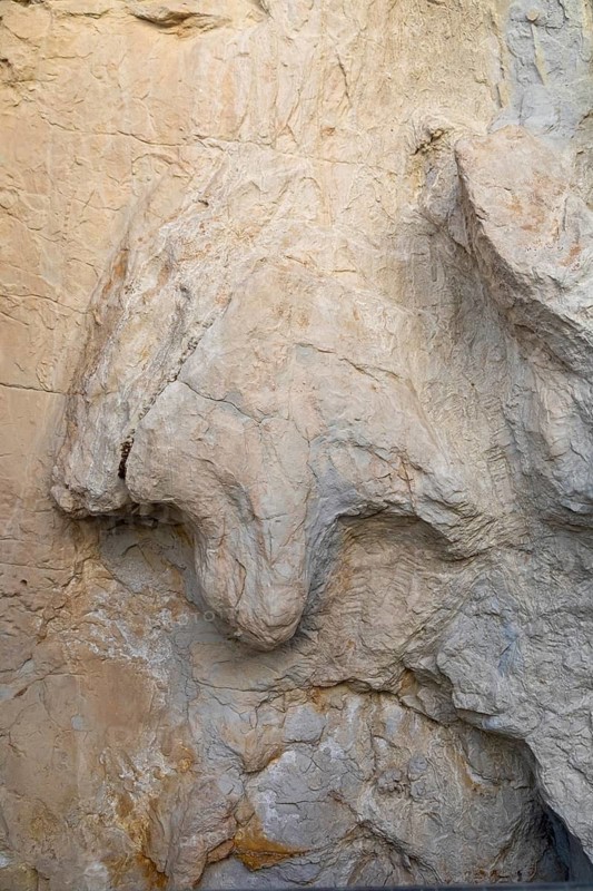 Golden, Colorado, A hadrosaur (duck-bill) dinosaur track along the Triceratops Trail. The trail in suburban Denver allows access to footprints of dinosaurs and traces of other animals and plants from the Late Cretaceous period. The fossils are located in a former clay mine