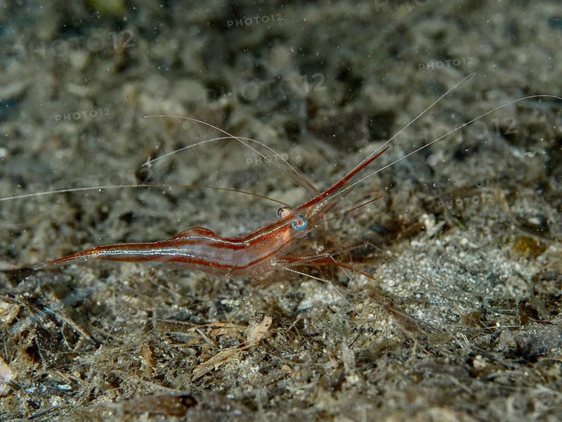 Brown shrimp, unicorn shrimp (Plesionika narval), on sandy seabed, dive site peninsula Giens, Mediterranean Sea, Porquerolles, Provence, Côte d'Azur, France