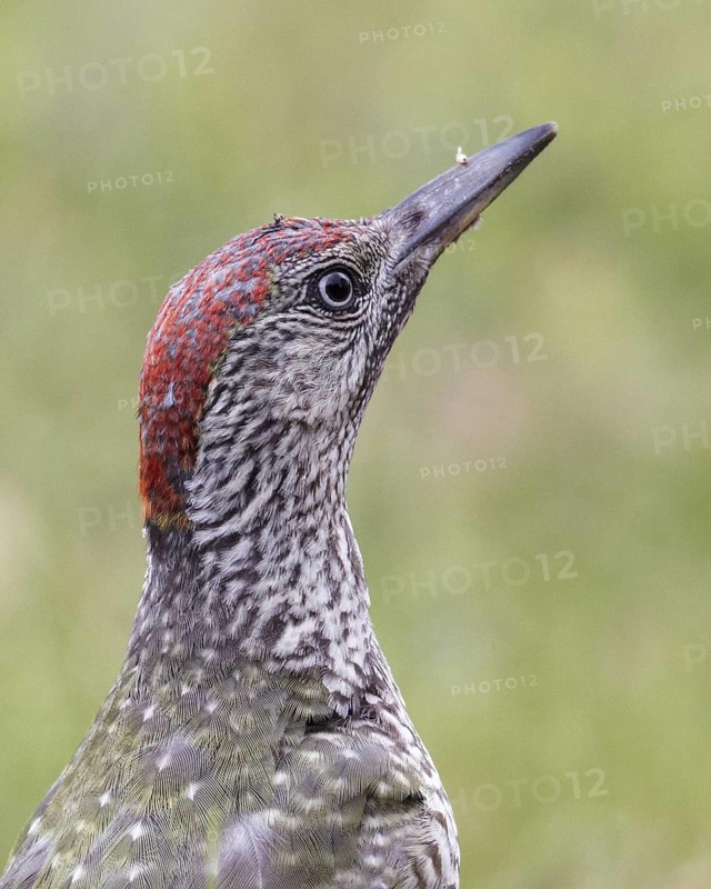 European Green Woodpecker (Picus viridis) juvenile female foraging, Mecklenburg-Western, Pomerania, Germany