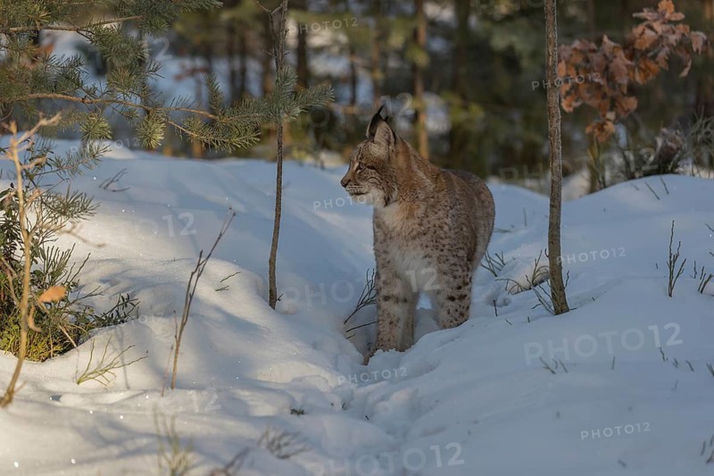 One young male Eurasian lynx, (Lynx lynx), walking over a snow covered forest ground in early morning light
