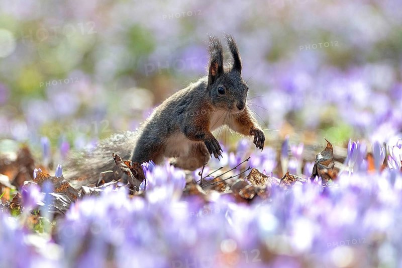 Squirrel, tree squirrel, sitting in a meadow with purple crocuses, crocus, spring, flowers, animals, soeaeutians, flying squirrels