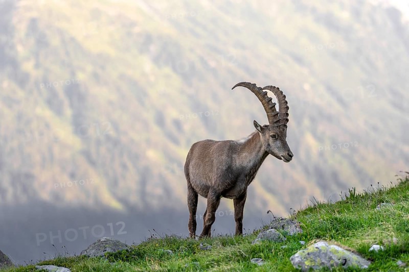 Alpine ibex (Capra ibex), adult male, Mont Blanc massif, Chamonix, France