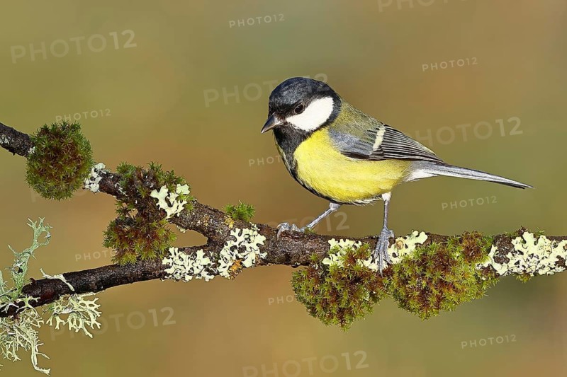 Great tit (Parus major), sitting on a branch overgrown with lichen and moss, Wilnsdorf, North Rhine-Westphalia, Germany