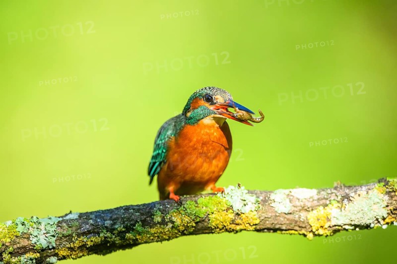 Common kingfisher (Alcedo atthis) with preyed fish sitting on a branch with autumncolours, wildife, Catalonia, Spain