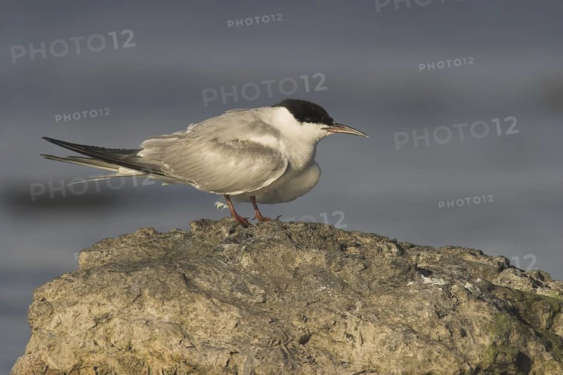Common Tern (Sterna hirundo), Ontario, Canada