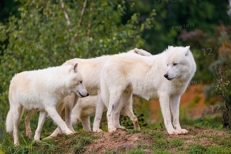 A pack of Arctic wolves (Canis lupus arctos) stands on a small hil