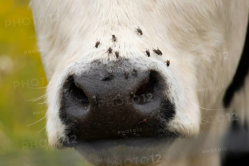 Domestic cattle or cow (Bos taurus) adult farm animal close up of its nose with flies around it, England, United Kingdom