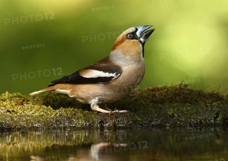 Hawfinch (Coccothraustes coccothraustes) male, Hungary