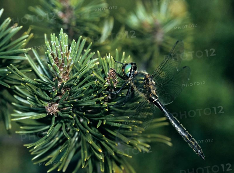 Alpine emerald dragonfly, alpine emerald, somatochlora alpestris, anisoptera, damselflies, dragonflies, insects, insects, leo, dragonflies, odonata
